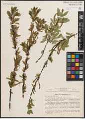 Foto von Salix chlorostachya Turcz.